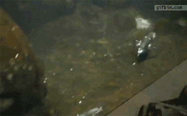 6f6138ab1f52ca27c791783b4f76daa1_1784403100_3241.gif