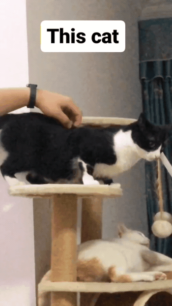 5208f525afaea1d2423bae12e4b9bf37_1786921182_1292.gif