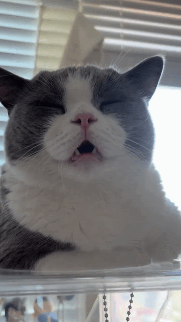 61ea3b72ba3b2c59dcade75aa3ab9d1a_1786776684_36.gif