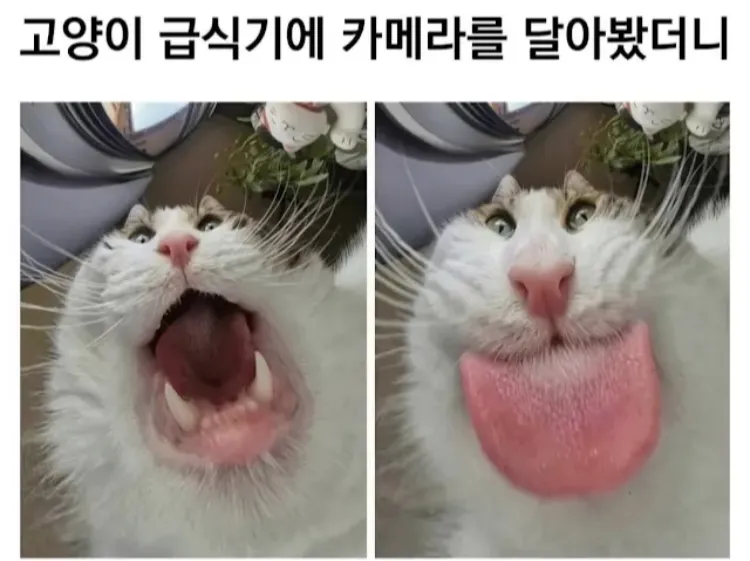 97d6c4b590c8e66b1810faea0d3301ab_1786741468_9981.png