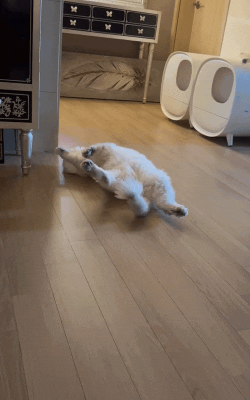 dfa6032f9e346da54c7ac921aed8c19a_1787053598_479.gif