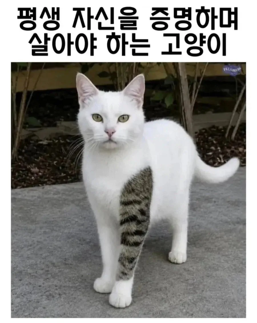 7b44cb1059db4757ceaa1874f66c82b6_1785683088_6227.png